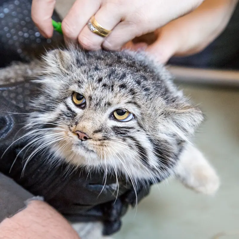 A photograph of a Pallas's cat