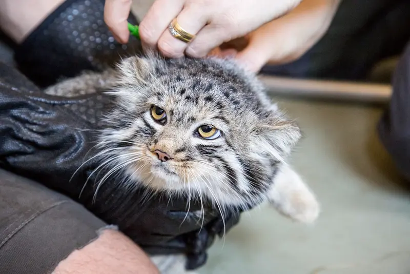 A photograph of a Pallas's cat