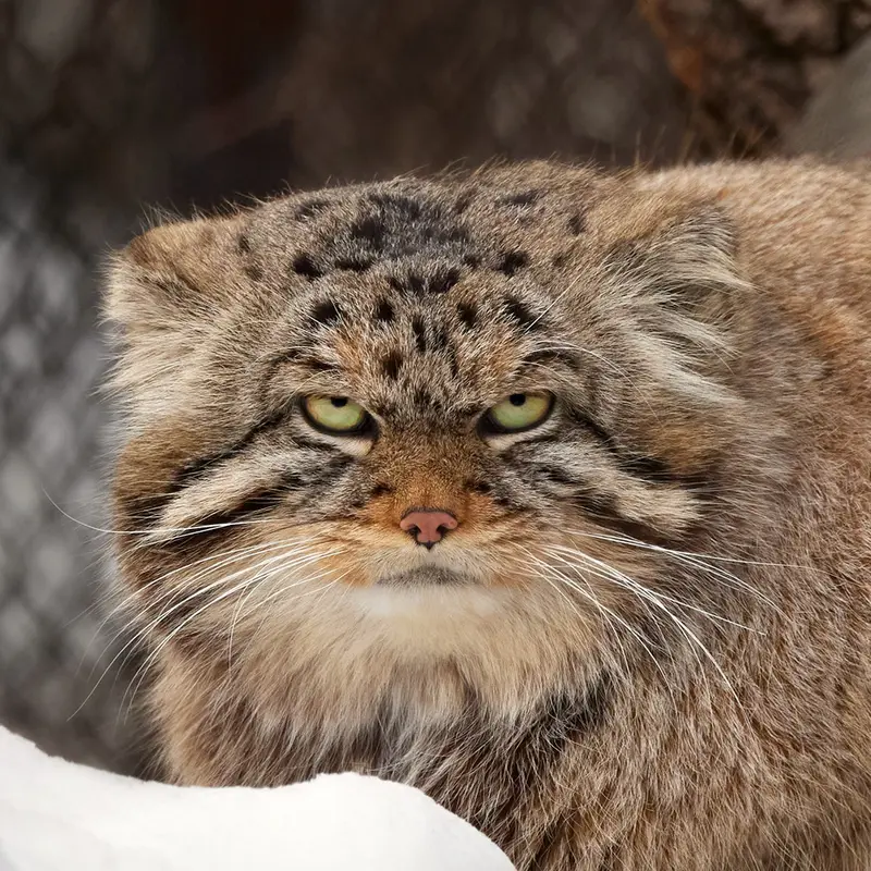 George the Pallas's cat from Novosibirsk Zoo