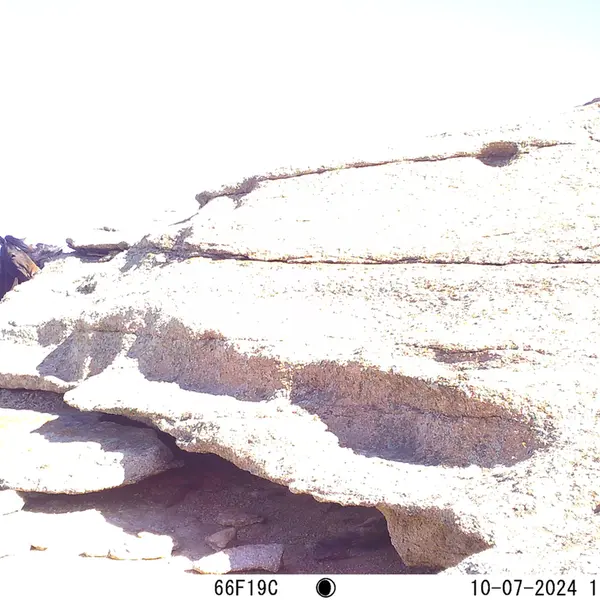 A photograph of Horse from Bektauata 1 camera trap
