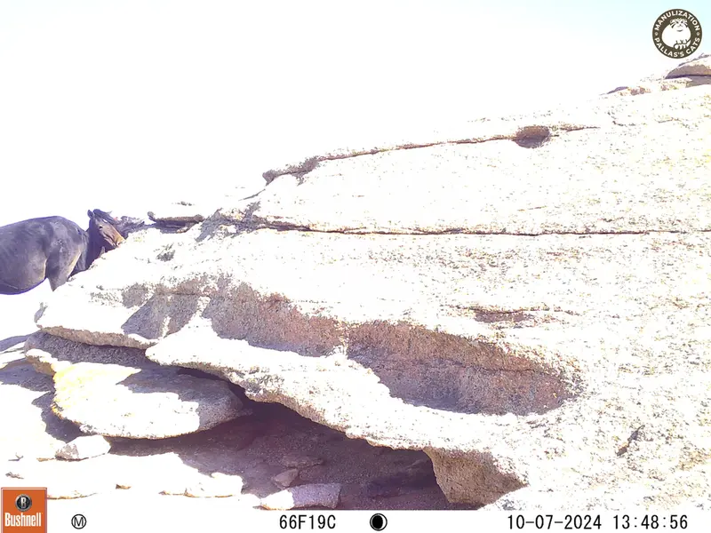 A photograph of Horse from Bektauata 1 camera trap