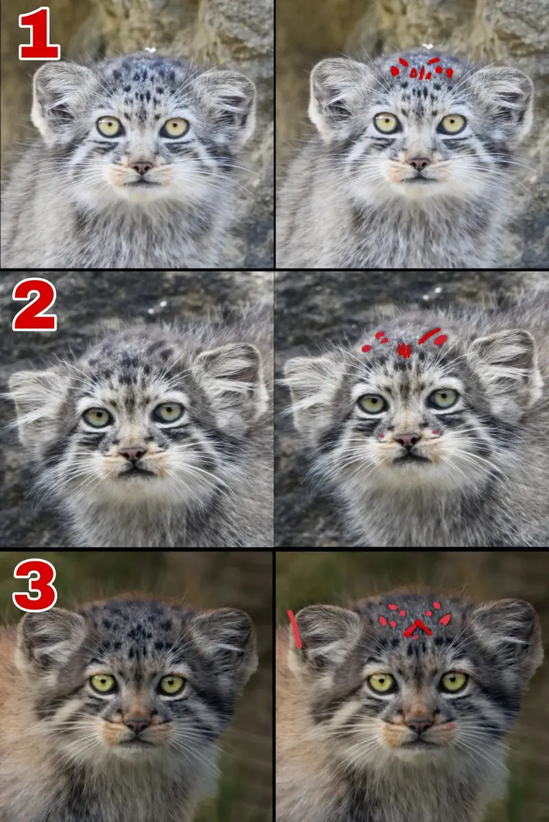 A photograph of a Pallas's cat