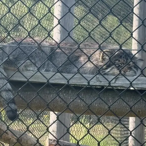 A photograph of a Pallas's cat in Port Lympne Wild Animal Park