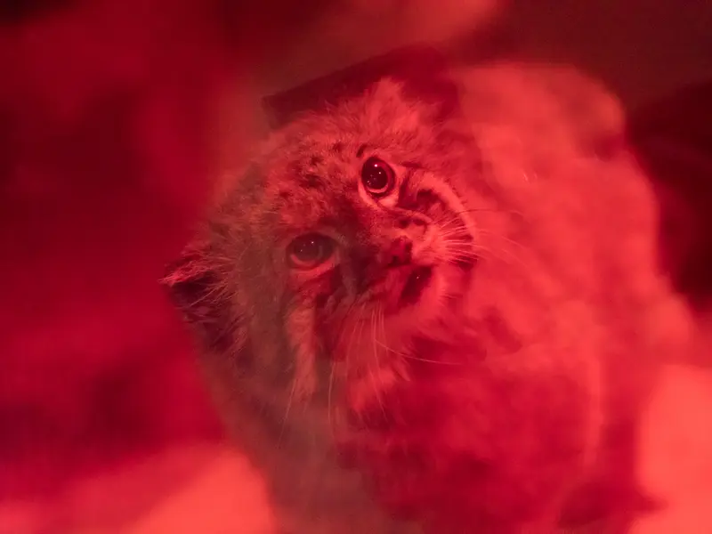 A photograph of Naim in Ueno Zoological Gardens