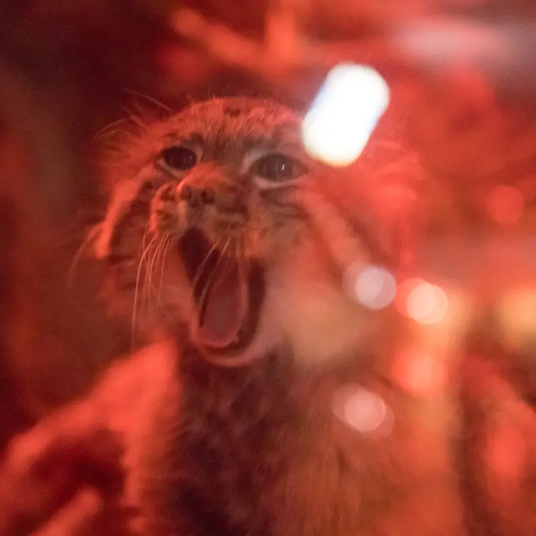 A photograph of Naim in Ueno Zoological Gardens