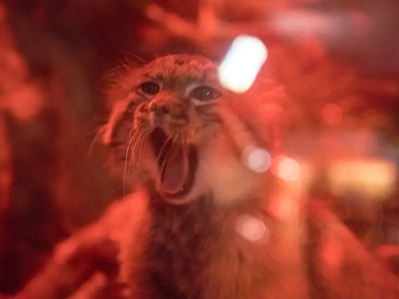 A photograph of Naim in Ueno Zoological Gardens