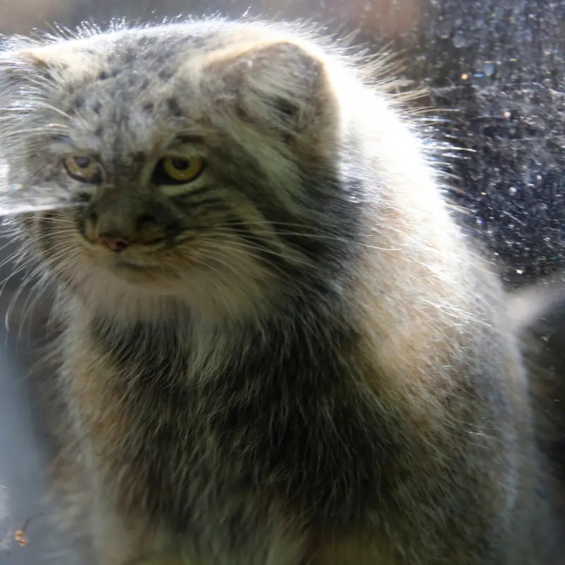 A photograph of Aysen in Košice Zoo