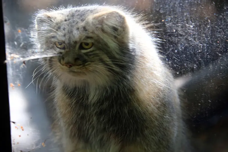 A photograph of Aysen in Košice Zoo