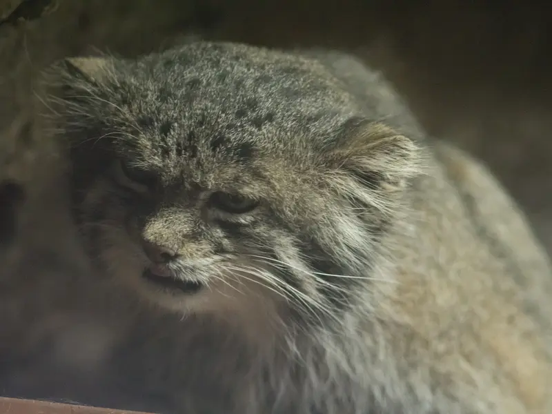A photograph of Klyon in Ueno Zoological Gardens