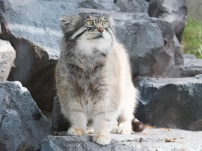 A photograph of Grusha in Asahiyama Zoo