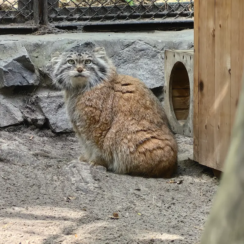 A photograph of Lastochka in Novosibirsk Zoo