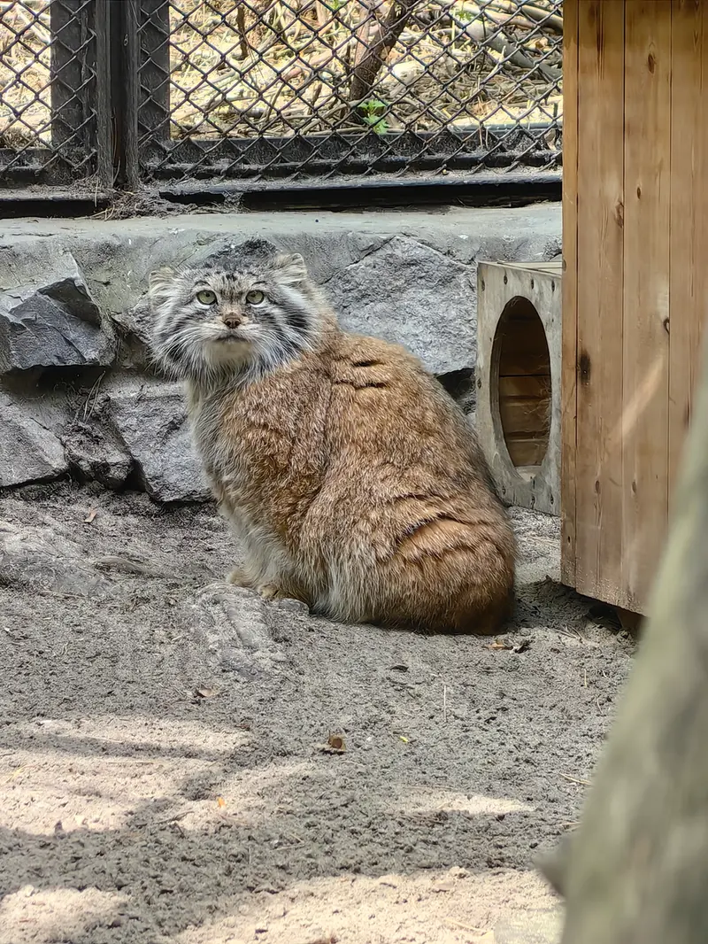 A photograph of Lastochka in Novosibirsk Zoo