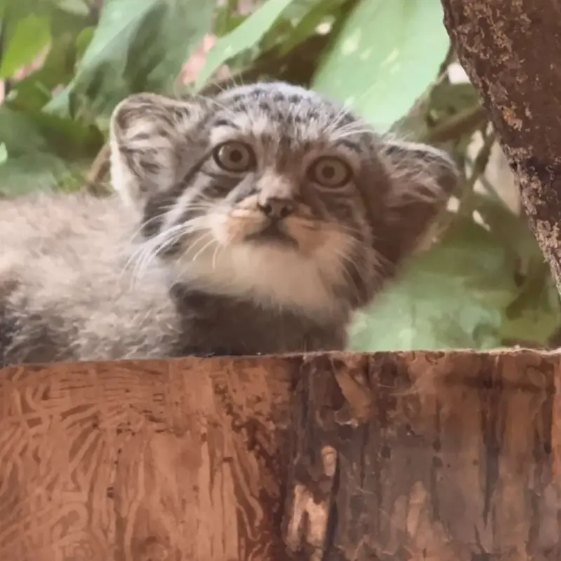 The kittens Pepe and Shu from the Leningrad Zoo have been given names!