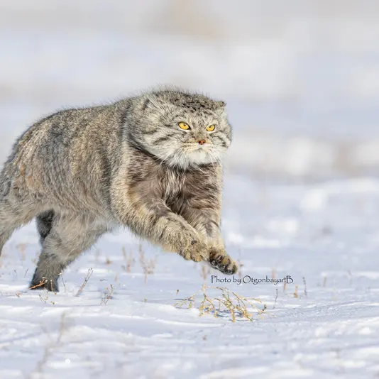 A photograph of a Pallas's cat