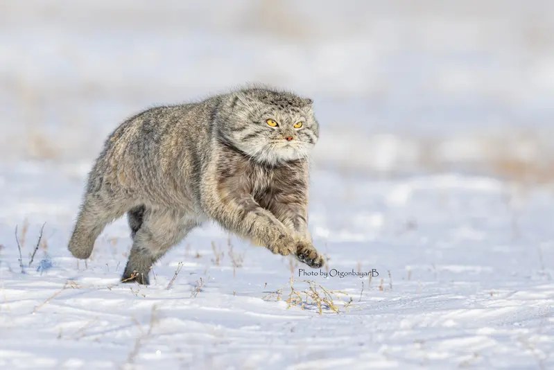 A photograph of a Pallas's cat