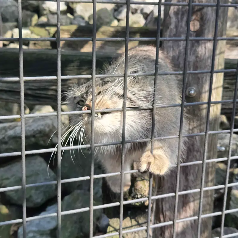 A photograph of Aldan in Zie-Zoo