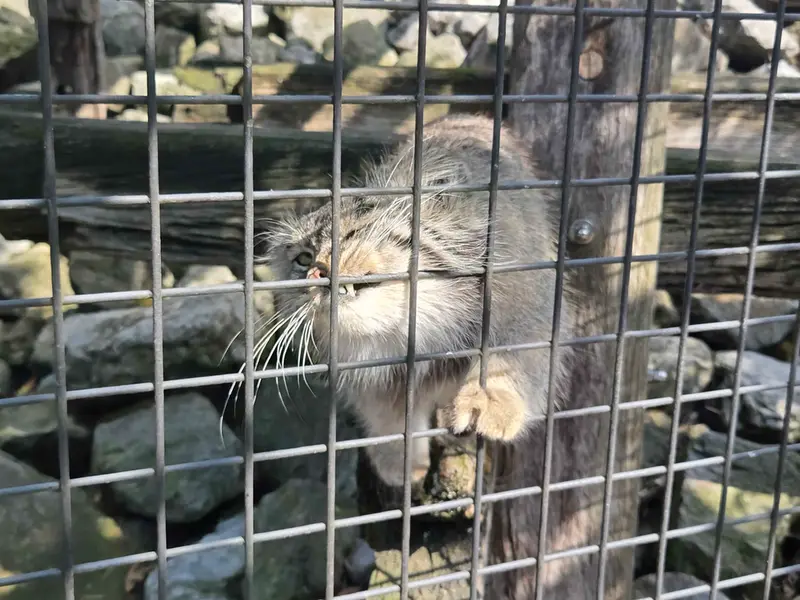 A photograph of Aldan in Zie-Zoo