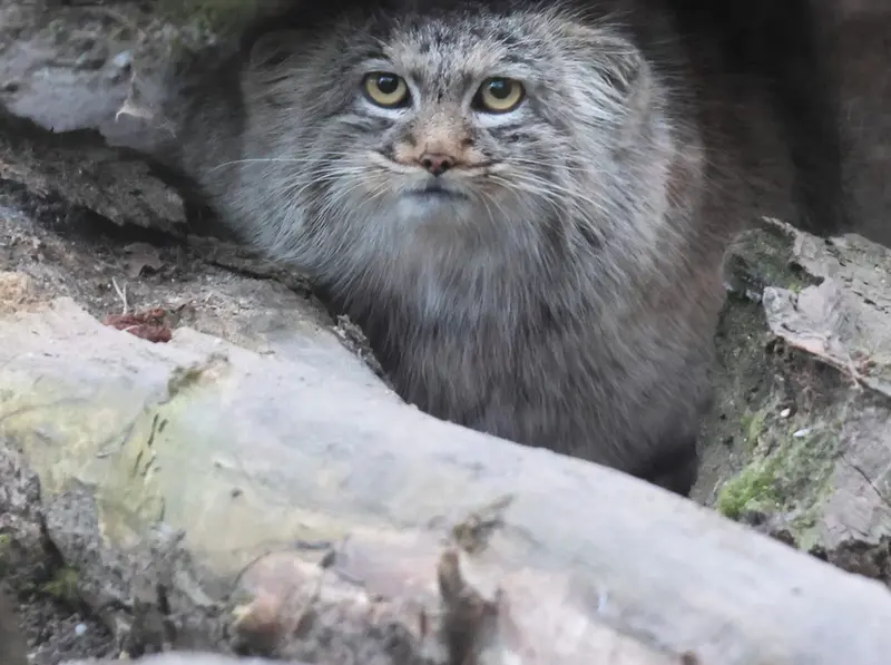 A photograph of Aysen in Košice Zoo