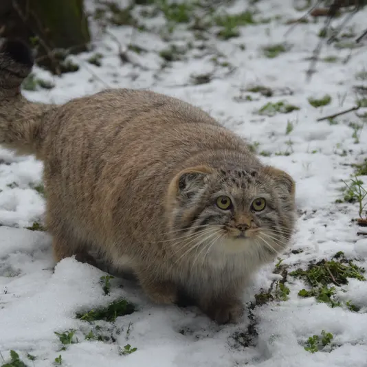 A photograph of Lucy in Budapest Zoo &amp; Botanical Garden