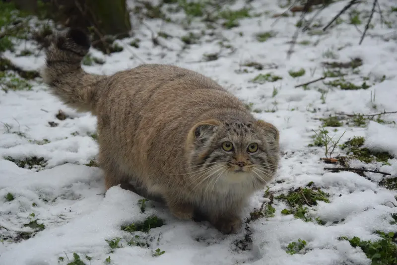A photograph of Lucy in Budapest Zoo &amp; Botanical Garden