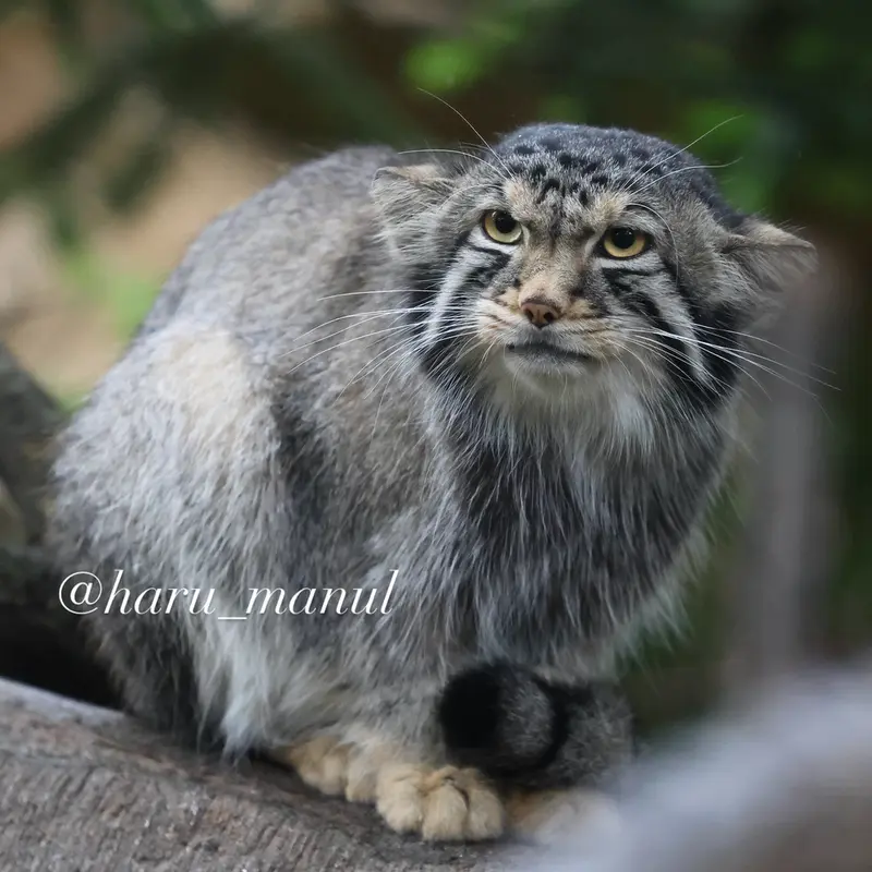 A photograph of Nagomu in Nasu Animal Kingdom