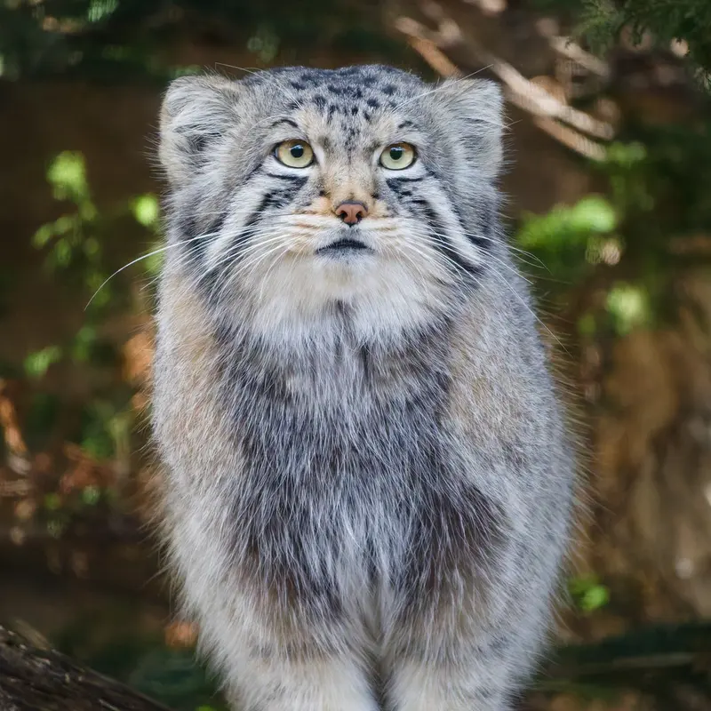 A photograph of Nagomu in Nasu Animal Kingdom