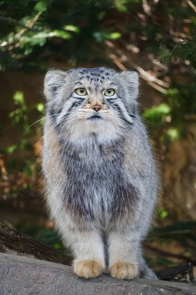 A photograph of Nagomu in Nasu Animal Kingdom