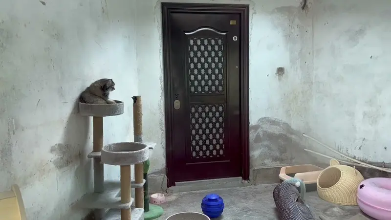 A video of Sun Sanlang in Qinghai-Tibet Plateau Wildlife Zoo