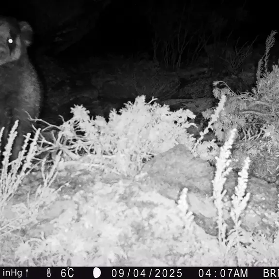 A photograph of Asian badger from Shubaraigyr [new] camera trap