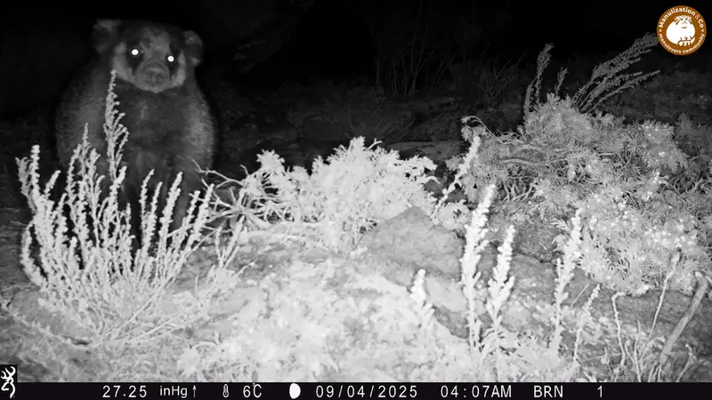 A photograph of Asian badger from Shubaraigyr [new] camera trap