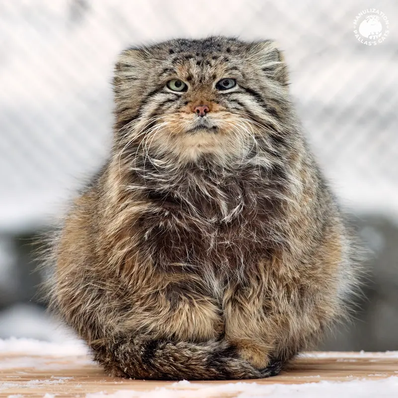 A photograph of Zelenogorsk in Novosibirsk Zoo