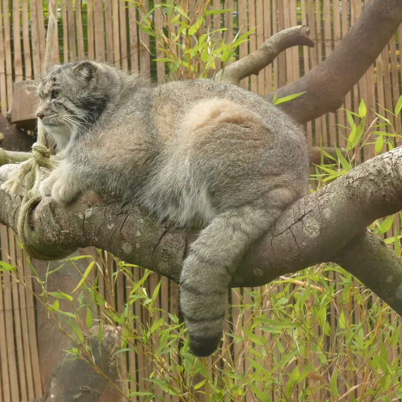 A photograph of Akiko in Edinburgh Zoo