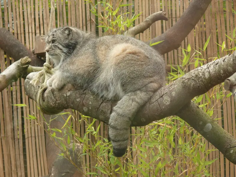 A photograph of Akiko in Edinburgh Zoo
