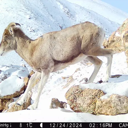 A photograph of Argali from Zhundy 2 camera trap