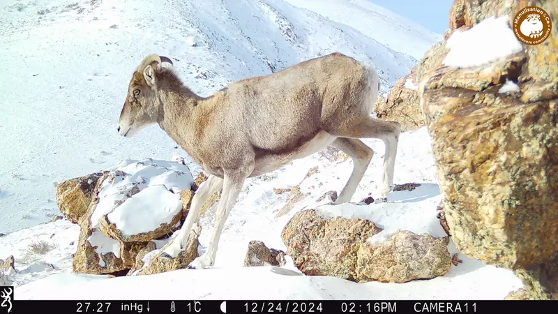 A photograph of Argali from Zhundy 2 camera trap