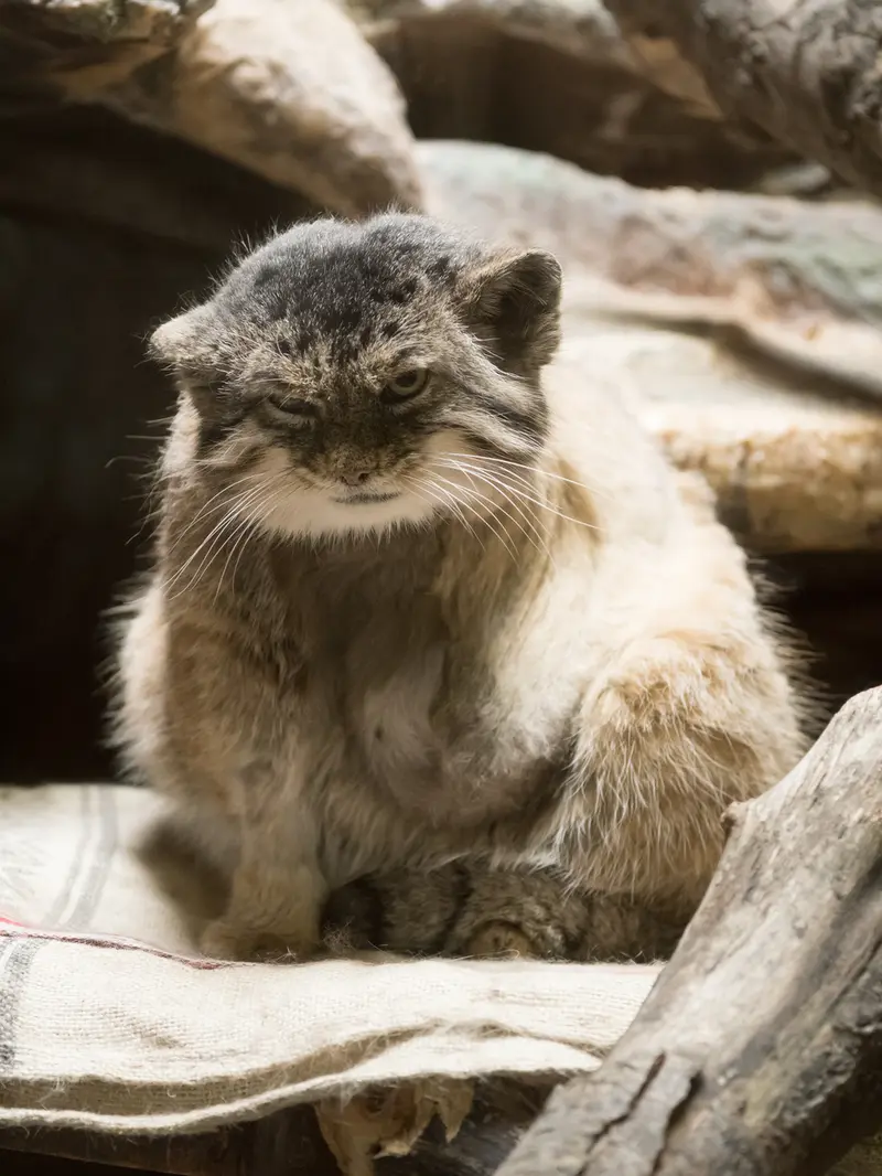 A photograph of Primula in Ueno Zoological Gardens