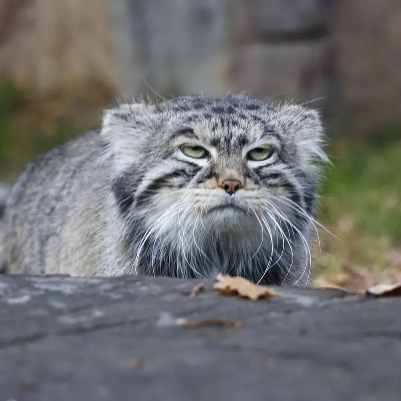 A photograph of Timofey in Moscow zoo
