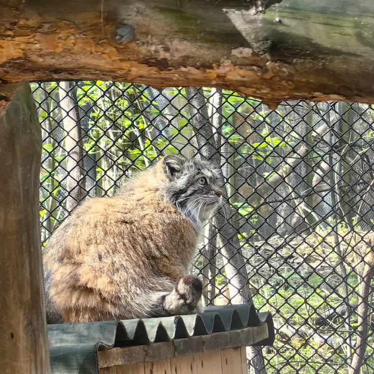 A photograph of Lastochka in Novosibirsk Zoo