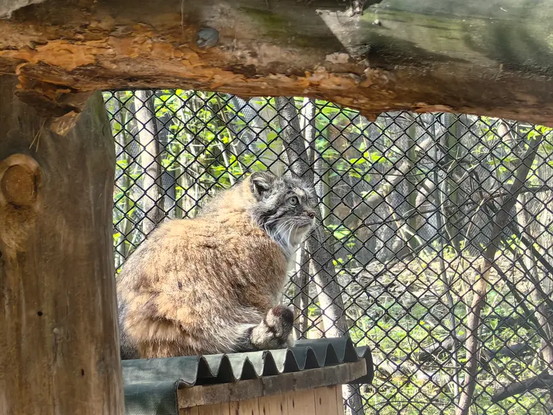 A photograph of Lastochka in Novosibirsk Zoo