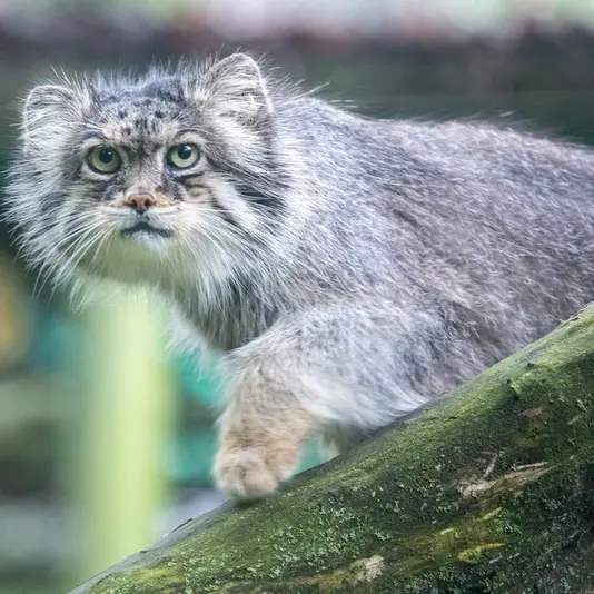 A photograph of Pazzo in Łódź Zoo