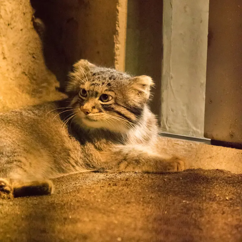 A photograph of Figa in Nogeyama Zoo