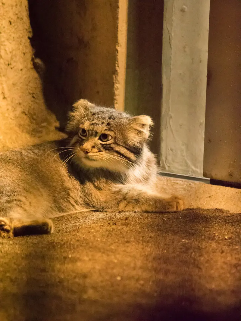 A photograph of Figa in Nogeyama Zoo