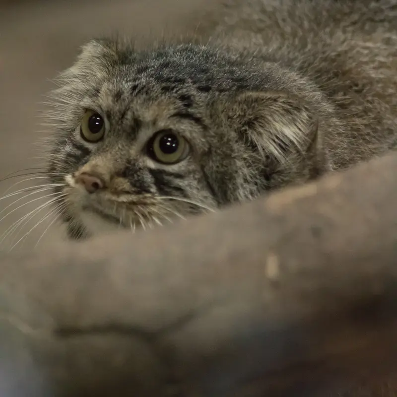 A photograph of Shafran in Ueno Zoological Gardens