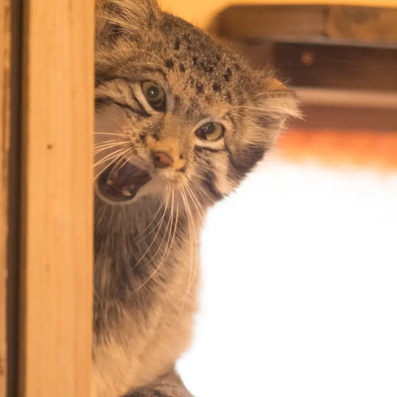 A photograph of Oto in Saitama Children's Zoo
