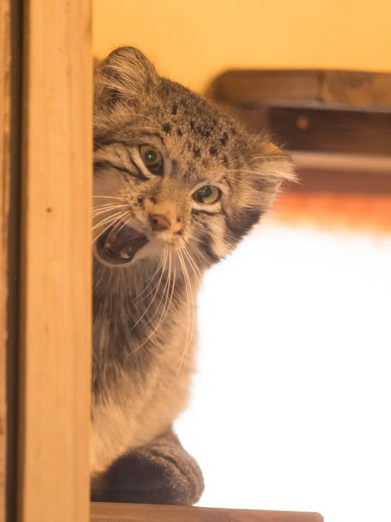 A photograph of Oto in Saitama Children's Zoo
