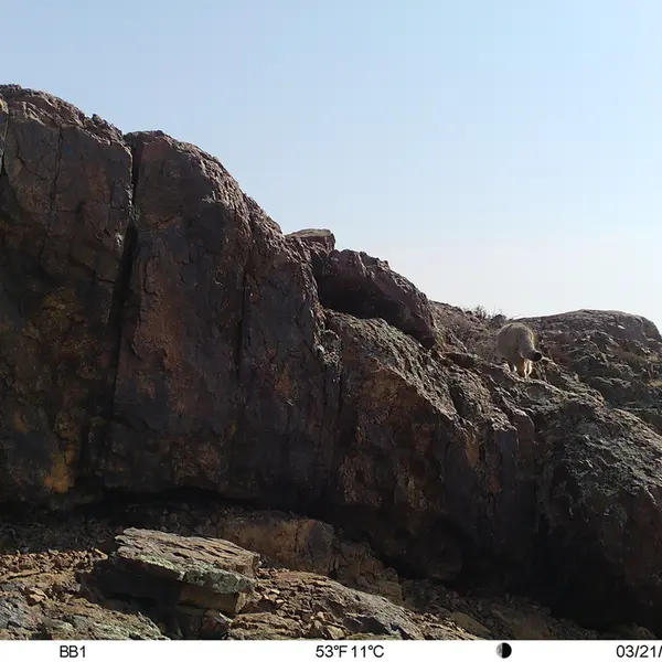 A photograph of Otocolobus manul manul from Aktas-Kunkora [new] camera trap