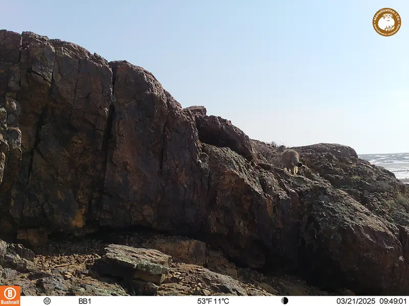 A photograph of Otocolobus manul manul from Aktas-Kunkora camera trap