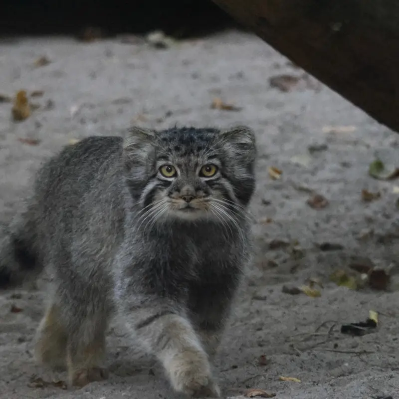 A photograph of Kitten of Eve b.2026  Ⅲ in Novosibirsk Zoo