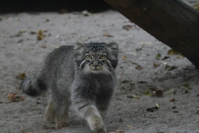 A photograph of a Pallas's cat in Novosibirsk Zoo