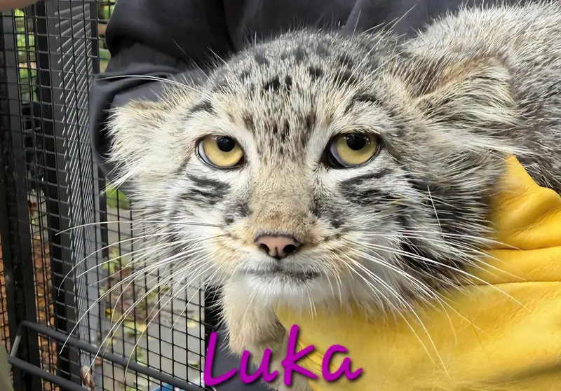 A photograph of Luka in Niabi Zoo